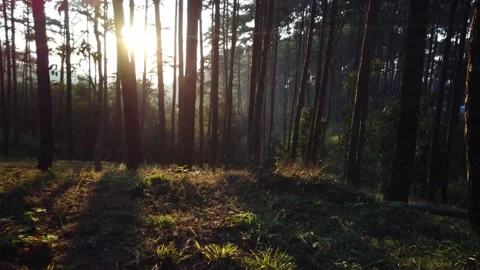 Beautiful Nature Pine Forest Trees Green Grass Radiant Shining Sunset Stock Footage 145579042