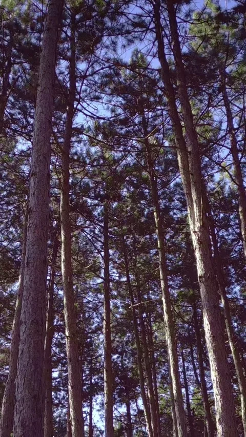 Beautiful nature, pine trees again blue sky, green grass carpet, backward Stock Footage 283344776