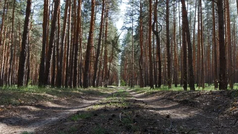 Beautiful nature, pristine forest with long trees trunks Stock Footage 107155432