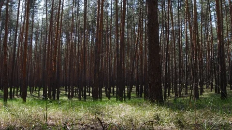 Beautiful nature, pristine forest with long trees trunks Stock Footage 107155550