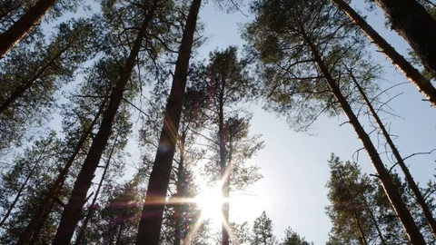Beautiful nature, pristine forest with long trees trunks Stock Footage 107155598