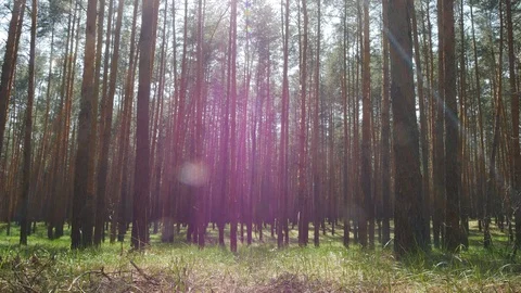 Beautiful nature, pristine forest with long trees trunks Stock Footage 107155617
