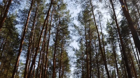 Beautiful nature, pristine forest with long trees trunks Stock Footage 107155708
