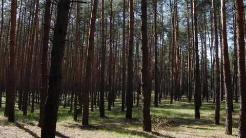 Beautiful nature, pristine forest with long trees trunks Stock Footage 107155804