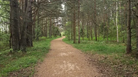 Beautiful nature, pristine forest with long trees trunks, moss, green grass and Stock Footage 203883043