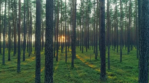 Beautiful nature pristine forest trees trunk green grass shining sunlight sunset Stock Footage