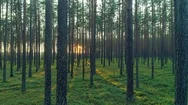 Beautiful Nature Pristine Forest Trees Trunk Green Grass Shining Sunlight Sunset Stock Footage