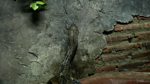 Beautiful nature scene ball python snake (Python Regius) on dark room. 動画素材 114699264