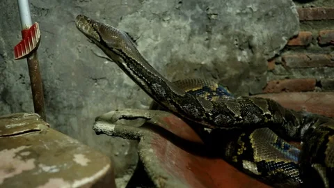 Beautiful nature scene ball python snake (Python Regius) on dark room. Stockbeeldmateriaal 114699268