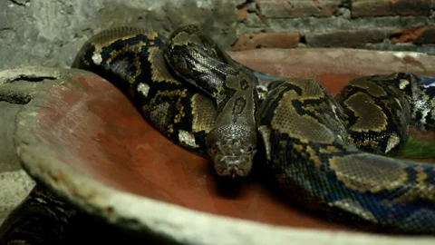 Beautiful nature scene ball python snake (Python Regius) on dark room. Stock Footage 114699302