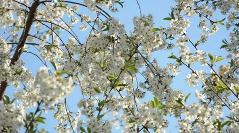 Beautiful nature scene with blooming tree and bees flying Stock Footage 59736981