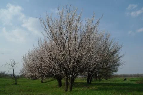 Beautiful nature scene with blooming tree in spring Stock Photos