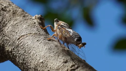 Criss-Cross Cicada