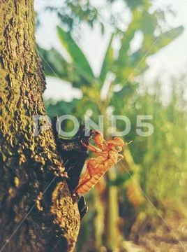 Beautiful nature scene macro cicada molting. Showing of eyes and wing detail. Stock Photos