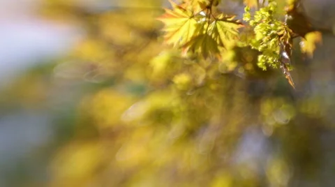 Beautiful nature scene with maple tree leaves in sunny day. 库存影片 50123476