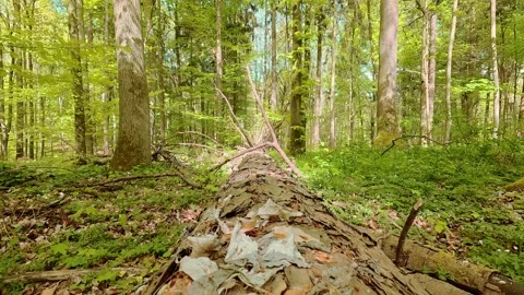 A beautiful nature scene in a spring forest—rich colors, atmospheric Video stock 334597041