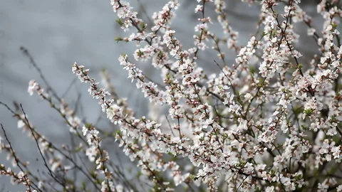 Beautiful nature spring background. Stock Footage 128638915