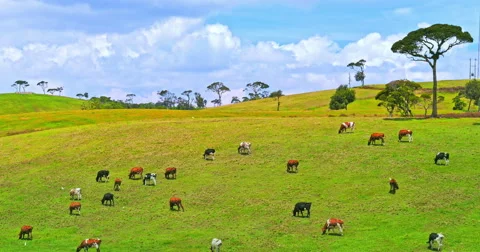 Beautiful nature of summer pasture with cows grazing on rural green grass field Stock Footage