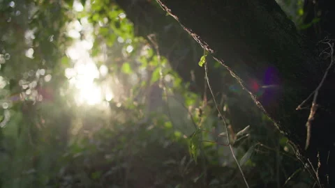 Beautiful nature, sun rays breaking through tree branches. forest landscape. Stock Footage 317690613