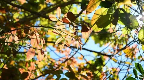 Beautiful nature translucent leaf swaying on tree Stock Footage 22181267