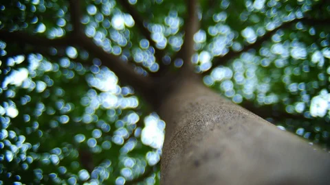 Beautiful nature tree with green leaf bokeh, focus on brown trunk Stock Footage 88338264