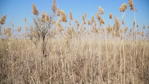 Beautiful nature video capturing blooming tree surrounded with dry reeds Stock Footage 270501867