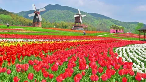 Beautiful nature view of multi-colored tulips with two big windmills Stock Footage 159575301