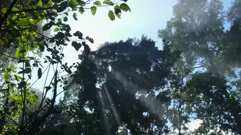 The beautiful nature waterfall 動画素材 146073556