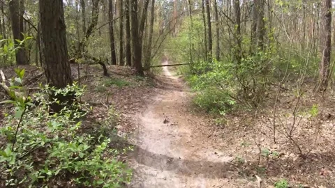 Beautiful natutal path in the forest Stock Footage 149317678
