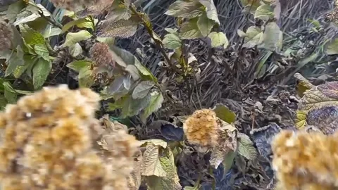 Beautiful neutral flowers close-up Stock Footage 290796007