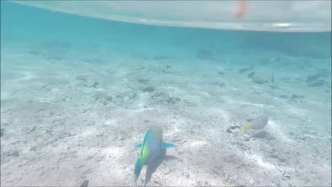 Beautiful nice alone fish in Red Sea Stock Footage