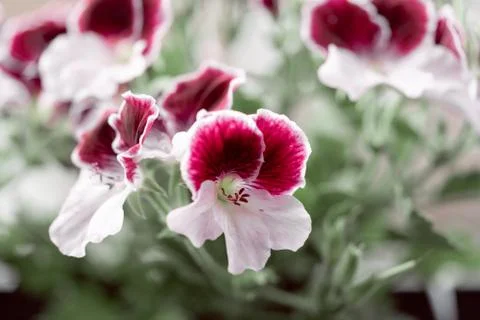 A beautiful noble geranium Stock Photos