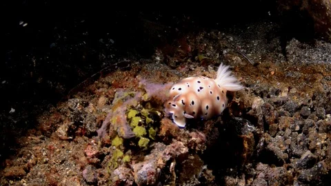 Beautiful Nudibranch on Sandy Bottom Stock Footage 112235828