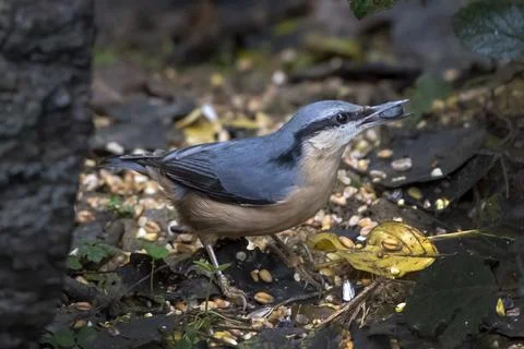 Beautiful nuthatch Foto stock
