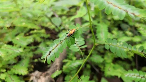 Beautiful nymph of large milkweed bug on the branch of a wild plant Stock Footage 99554442