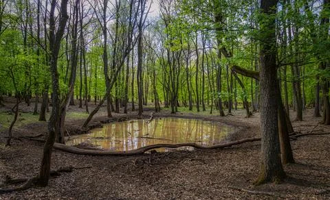 Beautiful oak forest scene in springtime. Small forest pond. Stock Photos
