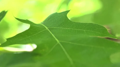 Beautiful oak leaf close up Stock Footage 155788179