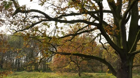 Beautiful oak tree with falling yellow leaves. Stock Footage 303933483