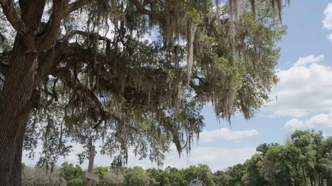 Beautiful oak tree Stock Footage 109085254