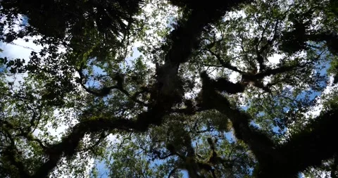 Beautiful Oak Tree with Sunlight spinning Stock Footage 161037689