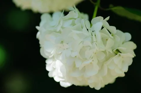 Beautiful Oakleaf hydrangea blooming Stock Photos