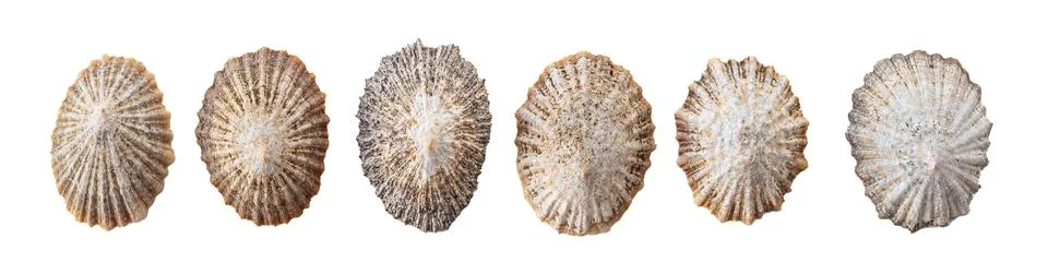 Beautiful ocean shells Stock Photos