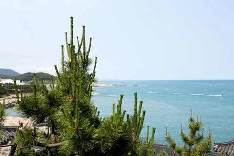 Beautiful ocean view with pine tree at Beomeosa Temple Busan i Stock Photos