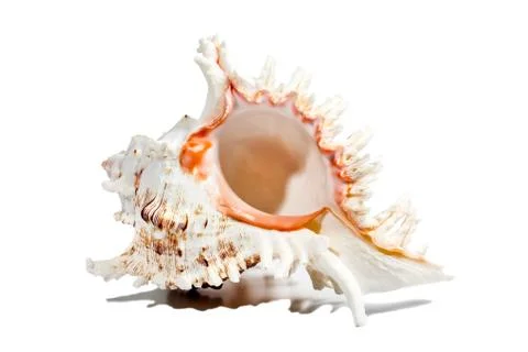Beautiful oceanic shell isolated on white Stock Photos