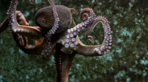 Beautiful octopus Stock Footage 11624271