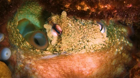 A Beautiful Octopus in a small cave Stock Footage 113569011