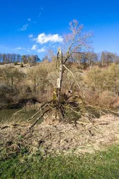 Beautiful old bare dead tree standing on altmuehl river, bavaria, germany. Stock Photos
