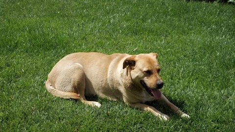 Beautiful old dog cools down on the grass and breathes heavily Stock Footage 111506588