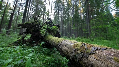Beautiful old fallen tree with root in the old forest. Scenic timelapse. Stock Footage 337579151