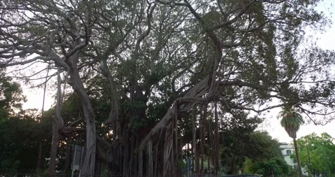 Beautiful old Ficus Macrophylla, massive tree in Palermo, Sicily, Italy, 4k Stock Footage 332718092